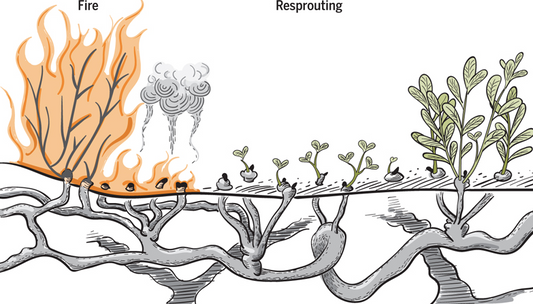 The Underground Tree: Why masochists operate across time & culture